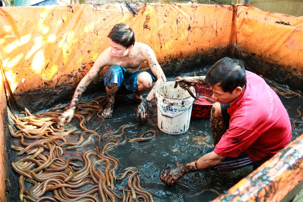 Từ 8 kg lươn sau 8 tháng nuôi đã được khoảng 40kg (hơn 200 con lươn).