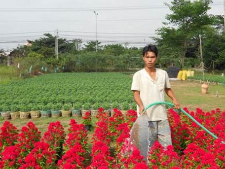 Nghề trồng hoa tết đem lại thu nhập kha khá cho nhiều hộ ở nông thôn.