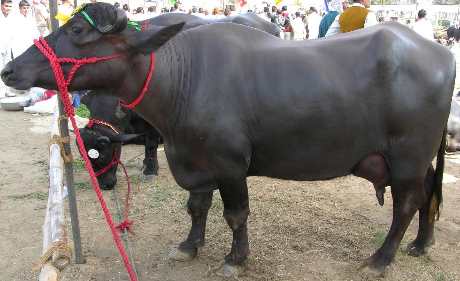 Một con trâu Murrah ở Ấn Độ. Ảnh: Buffalopedia