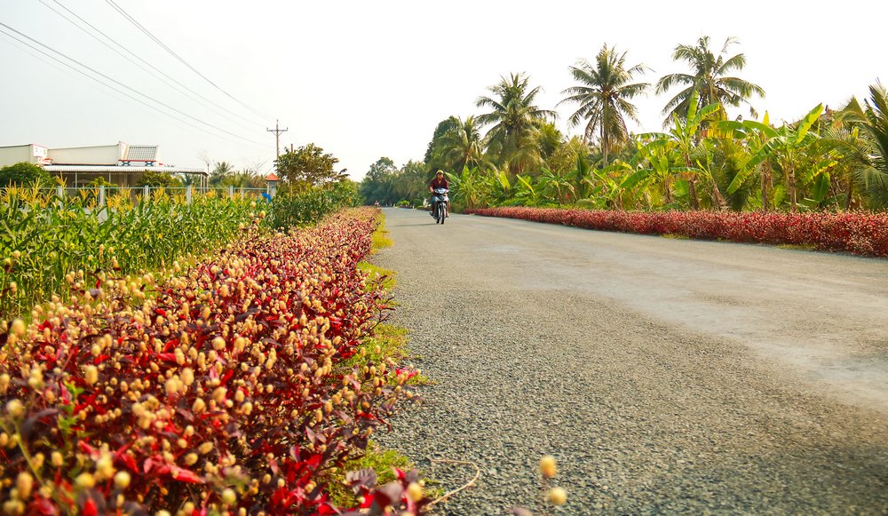  Đến xã Mỹ Lộc (Tam Bình), có cảm thấy như lạc vào “công viên” giữa làng quê nông thôn thanh bình.