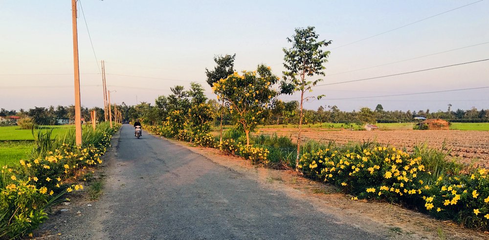 Con đường hoa quỳnh liên và quỳnh anh ngập sắc vàng trên địa bàn xã Tân Long (Mang Thít).