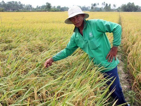 Lúa chất lượng cao ngày càng được nhiều nông dân lựa chọn xuống giống.