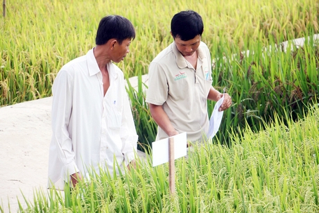 Lựa chọn giống lúa thích ứng với hạn- mặn để nâng cao hiệu quả sản xuất.