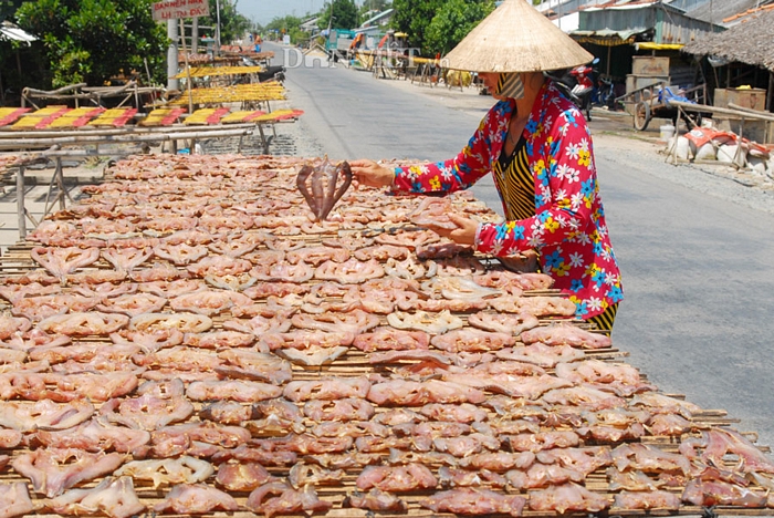 Khô cá lóc là món ăn thường có trong các gia đình người dân miền Tây. Vì vậy năm nay các làng sản xuất khô nổi tiếng như An Giang và Đồng Tháp vẫn không đủ hàng bán cho thị trường.
