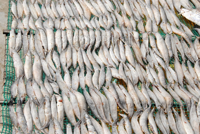  Cá chạch đồng xuất hiện nhiều tại các địa phương vùng lũ. Hiện nay cá chạch có giá từ 250.000 đến 350.000 đồng/kg.