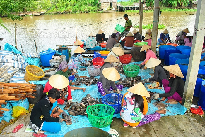  Đến với các làng sản xuất cá sặc rằn nổi tiếng nhất như An Giang và Cà Mau là hai địa phương mỗi năm có hàng ngàn tấn khô cung ứng thị trường trong và ngoài nước.