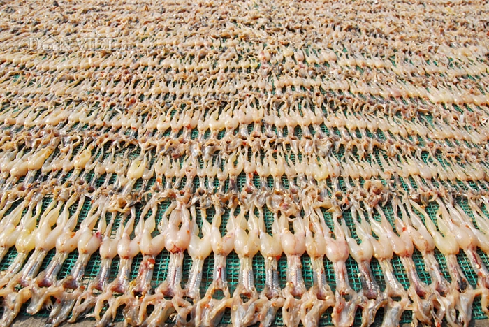 Duy nhất ở miền Tây, tại xã Vĩnh Trung, huyện Tịnh Biên (An Giang) có hơn 40 hộ chuyên sản xuất khô nhái, còn được dân nhậu đặt cho cái tên mỹ miều là 