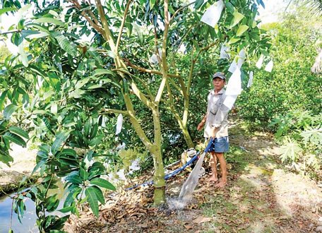 Nông dân tưới nước cho vườn cây ăn trái  ở xã Trường Long, huyện Phong Điền, TP Cần Thơ.