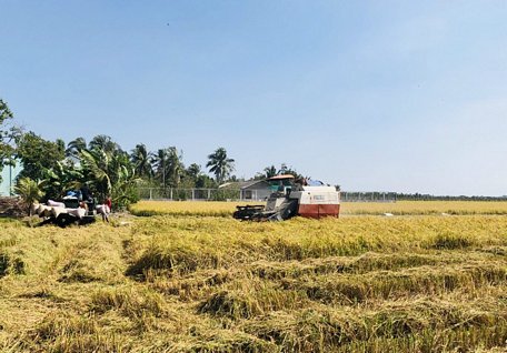 Liên kết thu mua lúa giữa 2 bên sẽ tiếp tục thực hiện trong những vụ tới.