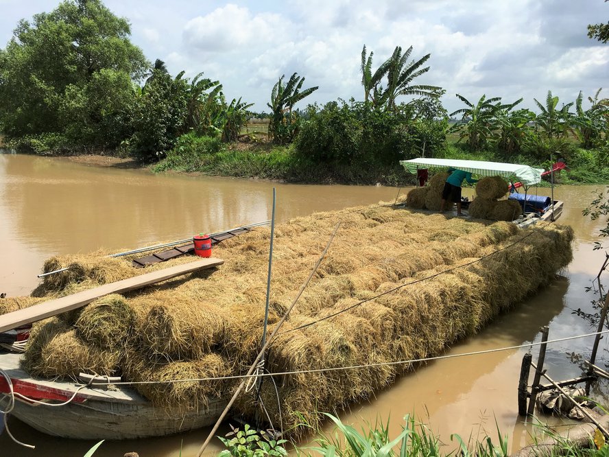 Ngoài việc thu hoạch lúa, người nông dân còn thu gom rơm rạ cuối mùa vụ để kiếm thêm thu nhập, trung bình khoảng 100.000 đ/công.