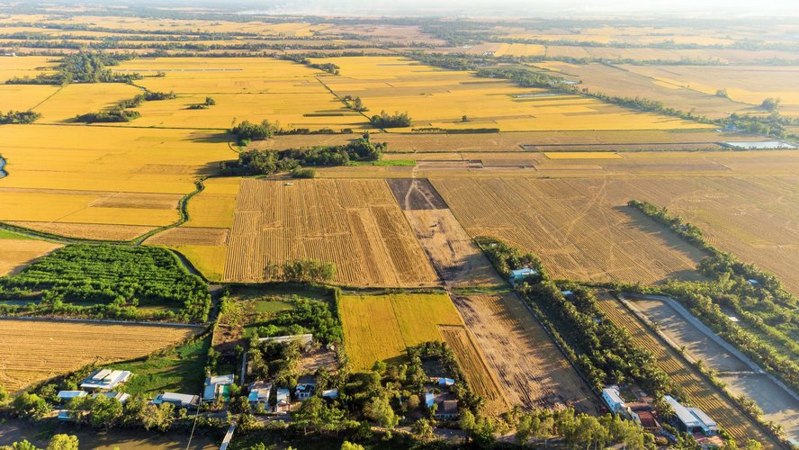 Dọc theo các xã của huyện Tam Bình, nhìn từ trên cao, cánh đồng như một bức tranh vàng óng. Màu lúa chín vàng óng bao phủ cả vùng.