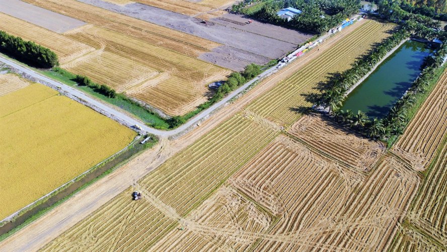 Dọc theo các xã của huyện Tam Bình, nhìn từ trên cao, cánh đồng như một bức tranh vàng óng. Màu lúa chín vàng óng bao phủ cả vùng.