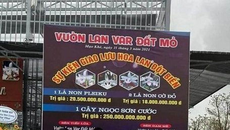  UBND thị xã Đông Triều (Quảng Ninh) yêu cầu làm rõ những giao dịch mua bán hoa lan lên đến hàng trăm tỷ đồng. (Ảnh: MXH).
