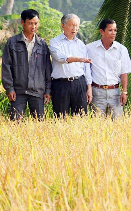 Dự án VnSAT đã nâng cao hiệu quả sản xuất lúa.