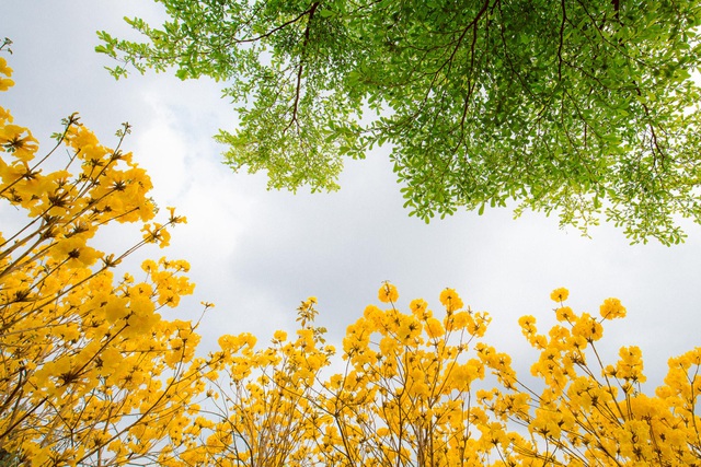 Hoa có mùi thơm đặc trưng nên thường được lựa chọn trồng làm cây cảnh trong nhà, khu dân cư hay công viên. Ngoài vẻ đẹp rực rỡ, hình dáng bắt mắt, hoa phong linh còn giúp tạo bóng mát và cải thiện không khí.Vườn hoa phong linh nở sắc vàng rực rỡ đẹp tựa trời Âu ở Bắc Giang - 6