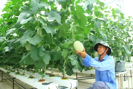 Nông nghiệp công nghệ cao tạo chuyển biến mạnh mẽ nền nông nghiệp ĐBSCL.