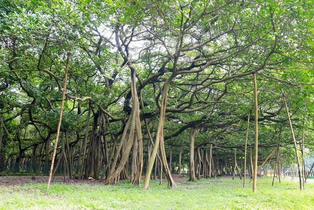 Tán cây phủ rộng trên diện tích hơn 14.000 m2. (Ảnh: Tripadvisor).