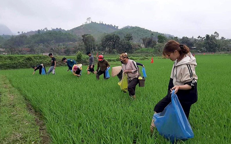 Đoàn viên, thanh niên xã Bình Chuẩn, huyện Con Cuông (Nghệ An) cùng người dân bắt ốc bươu vàng hại lúa. Ảnh: CTV