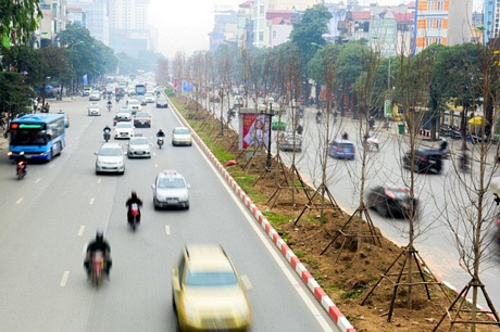 Năm 2018, hơn 260 cây phong được trồng thử nghiệm trên 2 tuyến đường Trần Duy Hưng và Nguyễn Chí Thanh ở Hà Nội. Hàng cây phong lá đỏ từng được kỳ vọng sẽ giúp tuyến đường này trở nên lãng mạn, đẹp nhất Thủ đô. (Ảnh: Toàn Vũ).