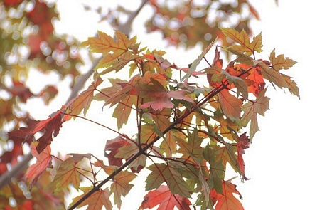 Vào khoảng thời gian chuyển mùa từ thu sang đông, nhiều cây phong bắt đầu chuyển màu lá xanh sang đỏ. (Ảnh chụp vào tháng 10/2018).