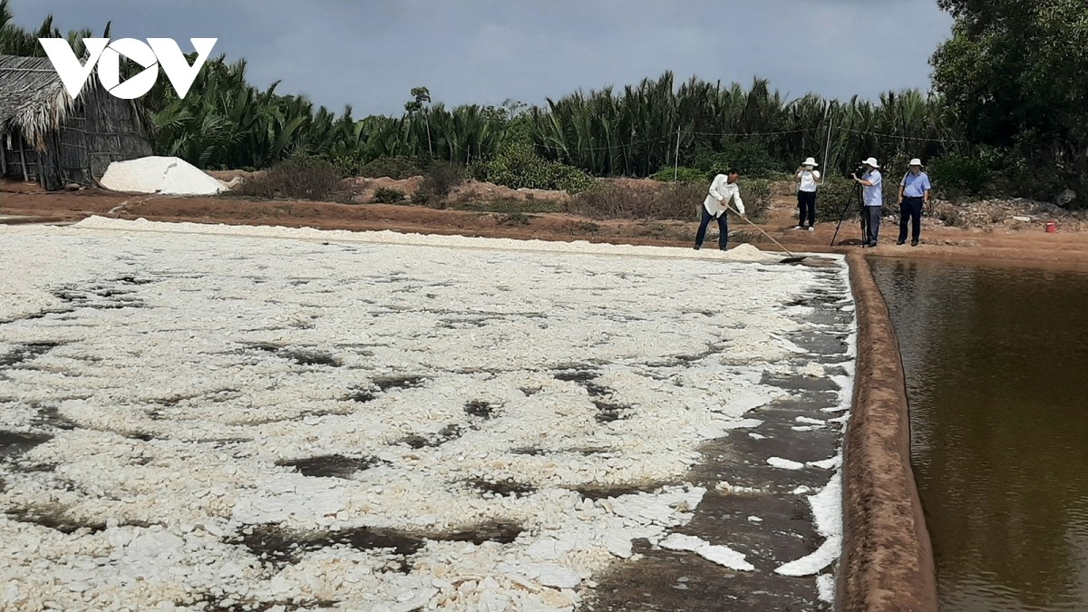 Ruộng muối chuẩn bị thu hoạch tại huyện Ba Tri, tỉnh Bến Tre.