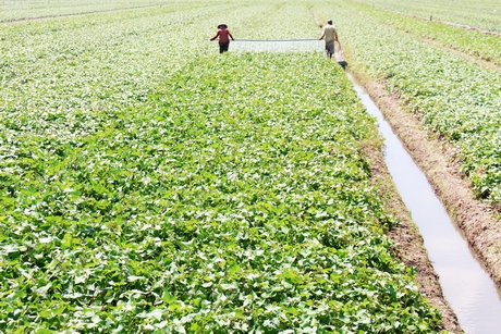 Hiện 100% diện tích đất nông nghiệp của xã Tân Thành được chủ động tưới tiêu.