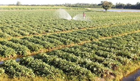 Khoai lang là 1 trong 3 cây trồng chủ lực, mang lại hiệu quả kinh tế cao cho nông dân.