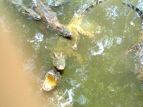 Cá sấu là một trong số loài nằm trong Sách Đỏ. Trong ảnh: Cá sấu nuôi nhốt ở hộ gia đình.