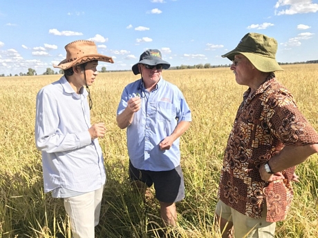 TS. Nguyễn Văn Kiền (bìa trái) trên ruộng lúa của ông Peter Randall- nông dân Úc có 35 năm trồng lúa hữu cơ ở làng Murami- bang NSW (Úc).Ảnh: Tác giả cung cấp