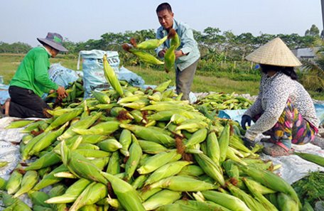  Nông dân xã Nhơn Nghĩa A thu hoạch bắp trái bán cho thương lái.