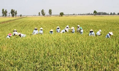  Mô hình sản xuất lúa giống phát triển mạnh tại TP Cần Thơ.