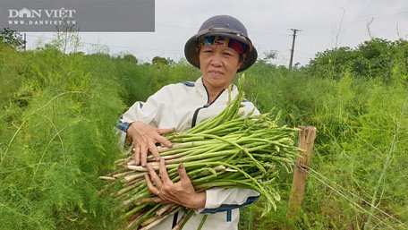   Trồng bạt ngàn măng tây xanh, bà Phạm Thị Nghĩa, xóm 23, xã Nghĩa An, huyện Nam Trực (Nam Định) bỏ túi hàng chục triệu đồng mỗi tháng.