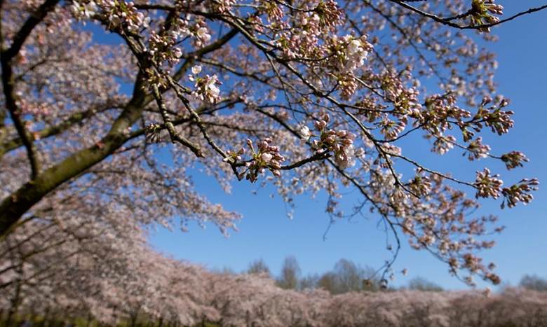 Hoa anh đào nở rộ tại công viên Cherry Blossom Park ở Amstelveen, thuộc vùng đô thị Amsterdam, Hà Lan. Nguồn: AP