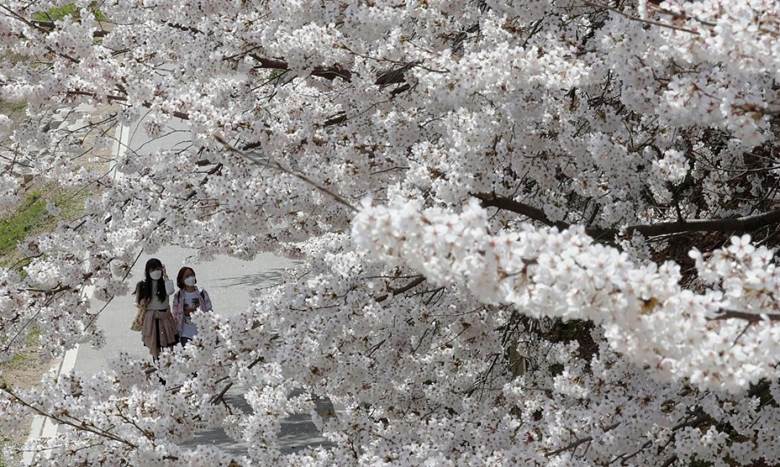Người dân Hàn Quốc cũng rất yêu thích loài hoa này. Trong ảnh là cây hoa anh đào bung nở tại một công viên ở thủ đô Seoul. Nguồn: AP