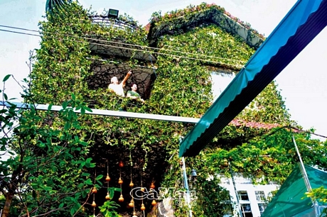 Ngôi nhà của ông Nguyễn Công Khanh, Khóm 2, Phường 1 được bao phủ bởi màu xanh của cây thằn lằn trên 10 năm tuổi.