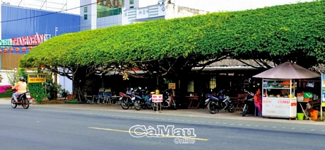 Quán cà phê được làm bằng cây sanh tuổi thọ hơn 20 năm trên đường Lý Thường Kiệt, Phường 6, TP Cà Mau.