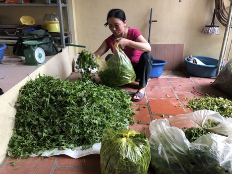 Chị Dương Thị Tâm, sống tại số 8, ngõ Trí làm nghề trồng rau má đã hơn 10 năm nay.