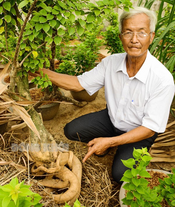 Ông Năm Nhì, xã Thành An (huyện Mỏ Cày Bắc, tỉnh Bến Tre) cho biết cây bông giấy với bộ rễ này sẽ bán được ít nhất 2 triệu đồng.