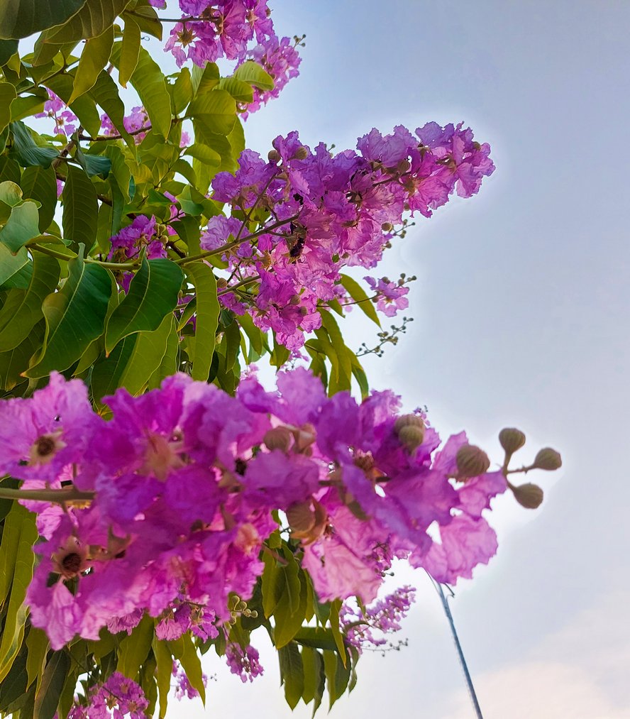 Bằng lăng thường nở rộ từ độ giữa tháng tư. Hoa nở thành chùm và có sắc tím đậm, tím hồng đến tím nhạt. 