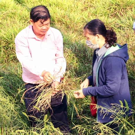 Lãnh đạo huyện Vũng Liêm và Sở Nông nghiệp- PTNT đến khảo sát một số ruộng lúa bị ảnh hưởng xâm nhập mặn mùa khô 2019- 2020.