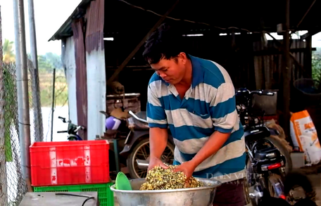  Anh Nguyễn Tấn Tài (xã Trà Cổ, huyện Tân Phú, tỉnh Đồng Nai) chuẩn bị thức ăn để cho tôm càng xanh ăn. Ảnh: Trần Đáng.