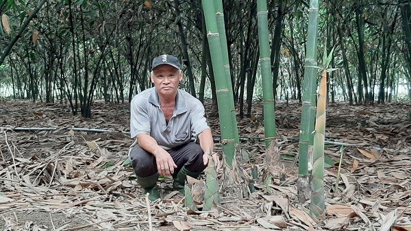ông Nguyễn Văn Tài bên vườn măng của gia đình tại xã Cây Trường II, huyện Bàu Bàng, tỉnh Bình Dương.