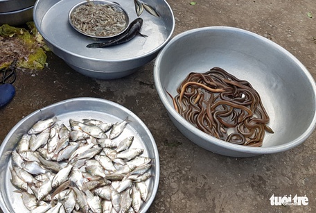  Tại chợ Cây Mít, xã Nhơn Hưng, huyện Tịnh Biên, hiện nay có rất ít cá và lươn đồng - Ảnh: BỬU ĐẤU