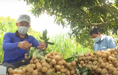  Tại HTX An Phú Thuận, những thành viên trong tổ lao động giúp nhà vườn đóng phân loại, đóng gói cho khách hàng.
