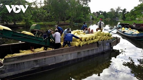  Tàu ghe ở các tỉnh vùng trên vẫn về Cà Mau thu mua lúa.