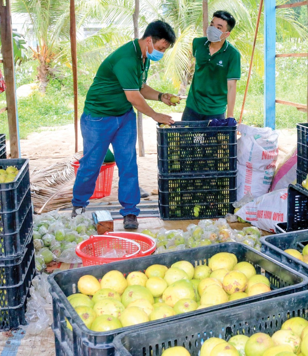 Đến nay, TP Cần Thơ được cấp có 59 mã số vùng trồng cho cây ăn trái. Trong ảnh: doanh nghiệp thu mua ổi của nông dân tại huyện Thới Lai.