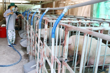 Người chăn nuôi cần chú trọng đầu tư chuồng trại, vệ sinh sạch sẽ, tiêu độc khử trùng để phòng ngừa dịch bệnh trên vật nuôi.