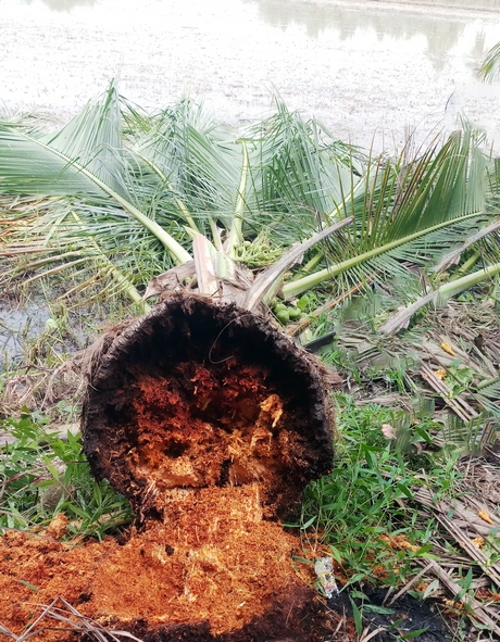Bọ cánh cứng gây thiệt hại cho vườn dừa nếu không phòng trừ, phát hiện kịp thời.