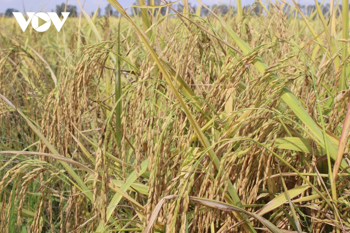 ĐBSCL là vùng sản xuất lúa trọng điểm của cả nước, giá phân bón tăng cao khiến chi phí đầu vào đội lên.