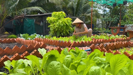 Khu vườn nhà anh Nguyễn Minh Tuấn tại xã Hiếu Thuận- Vũng Liêm.